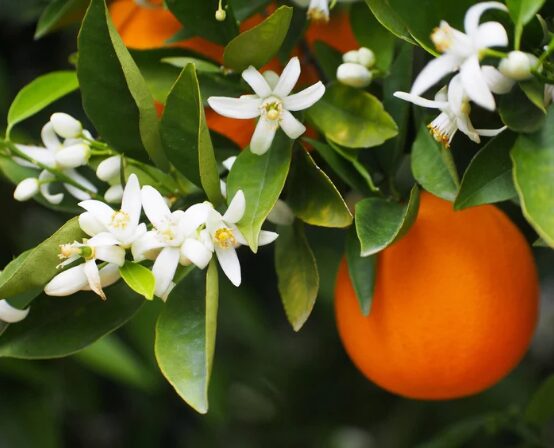Salta en primavera: paisajes, sabores y paseos