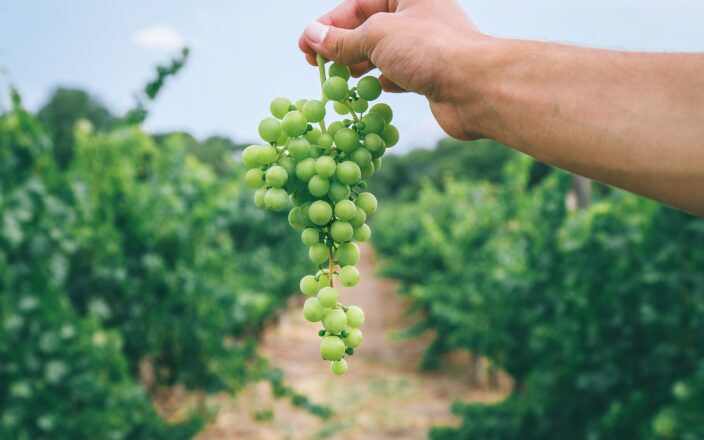 Torrontés y vinos de altura en Salta | Legado Mítico Salta