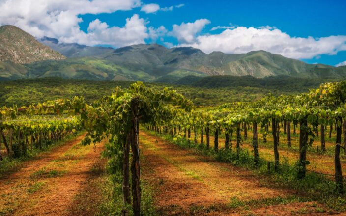 Torrontés y vinos de altura en Salta | Legado Mítico Salta